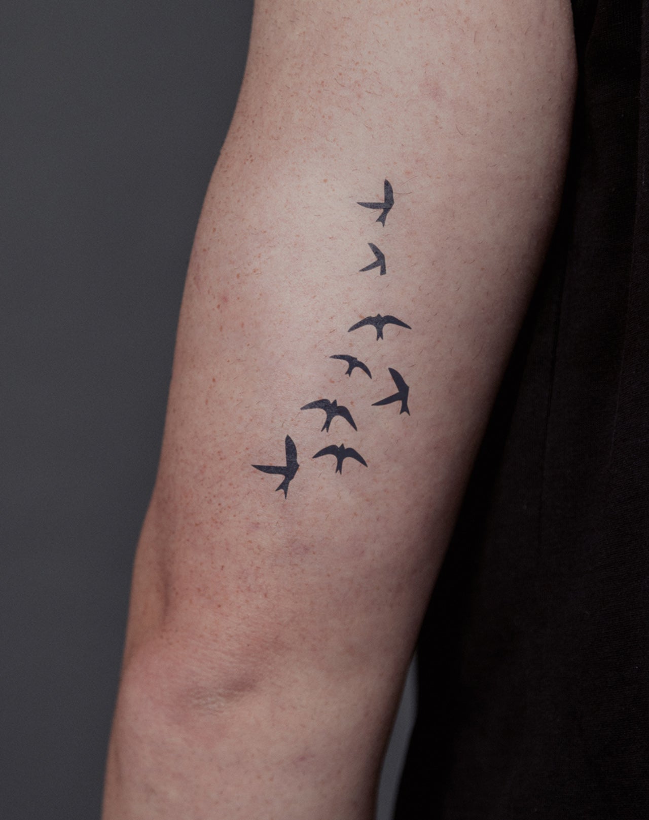 Oiseaux en Vol