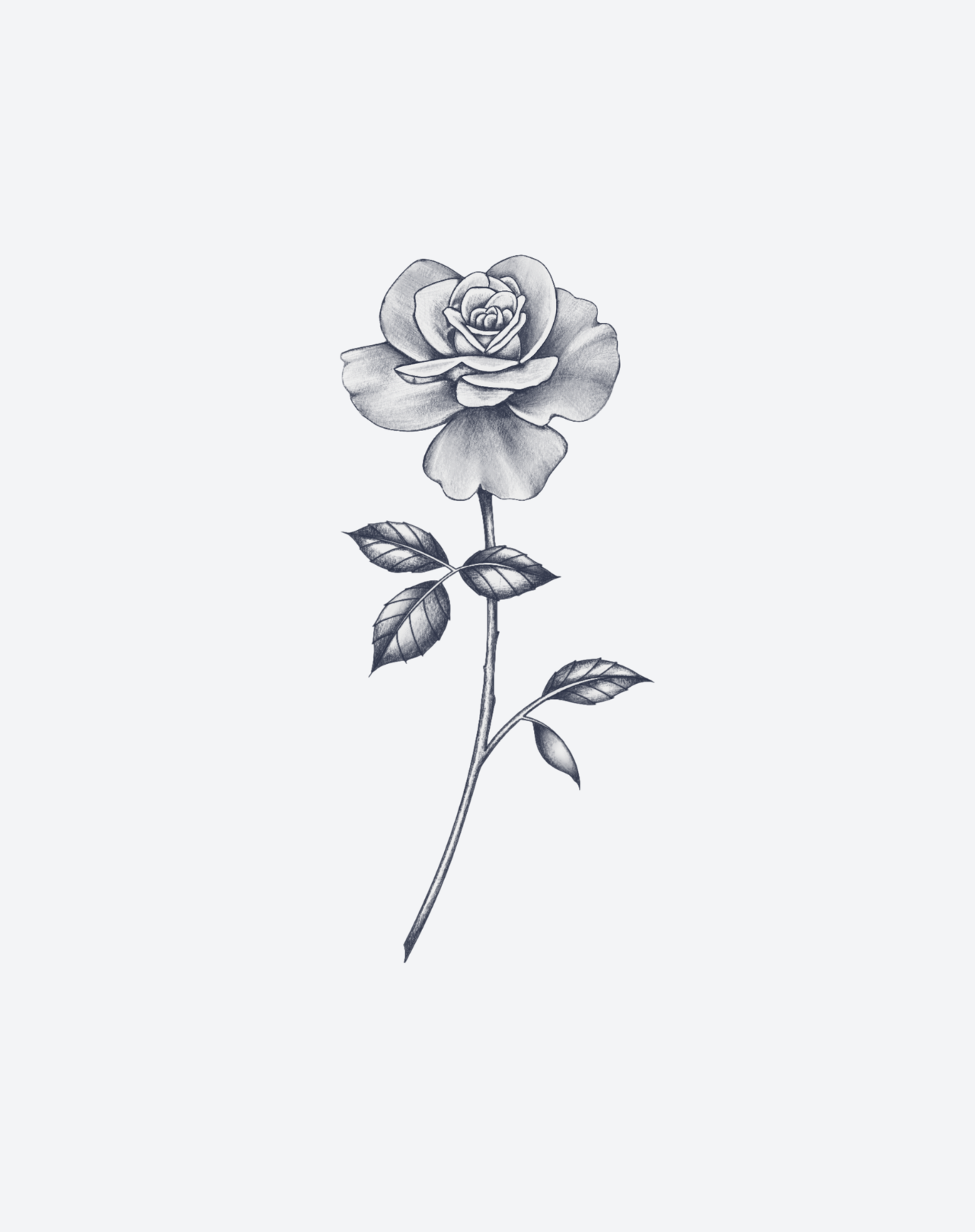 Rose Parfaite-thumbmail-2